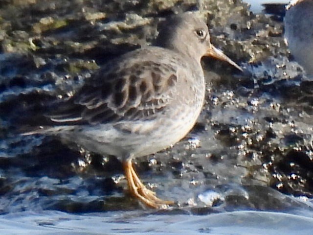 Purple Sandpiper - ML646542606
