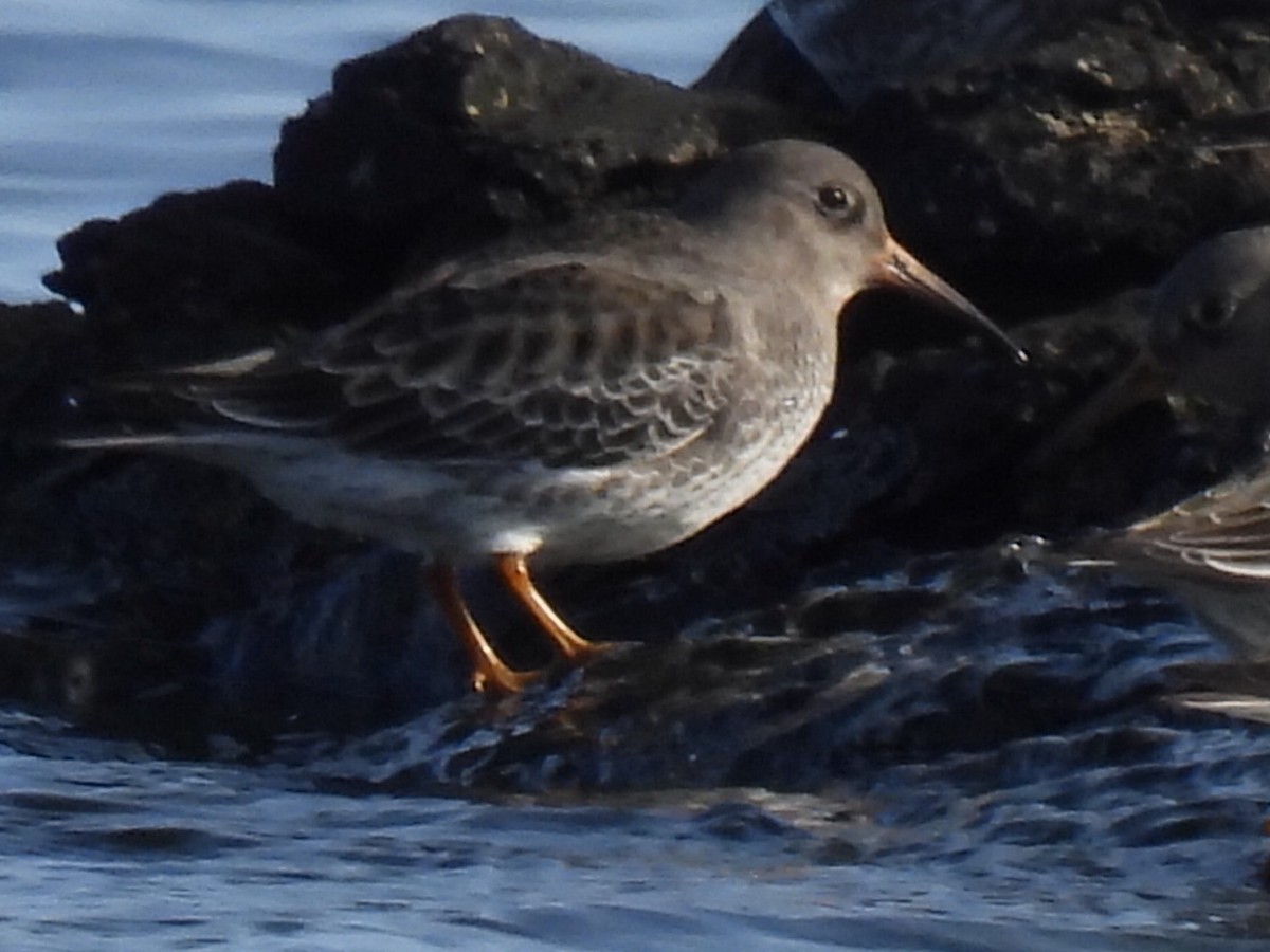 Purple Sandpiper - ML646542607