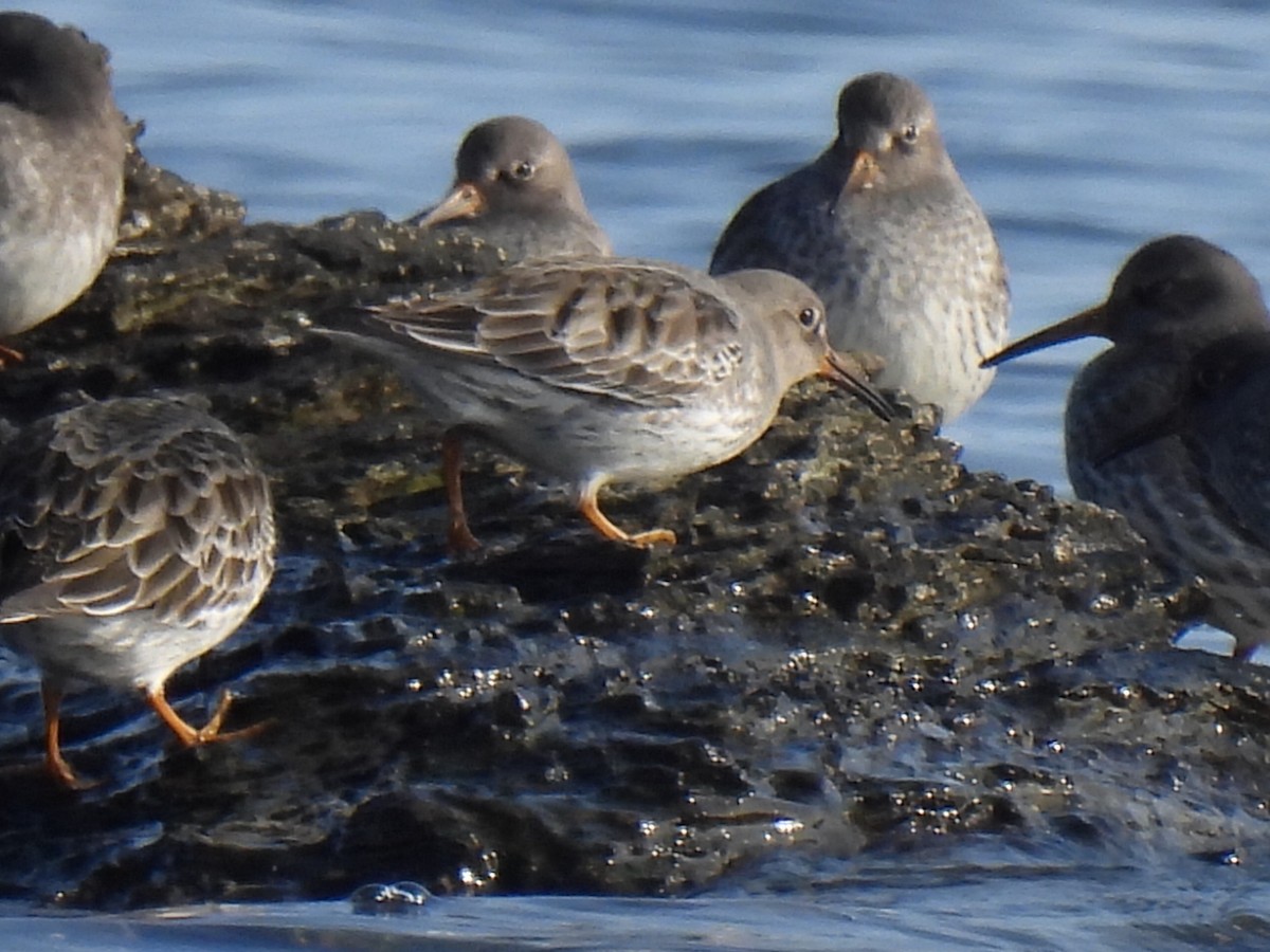 Purple Sandpiper - ML646542609