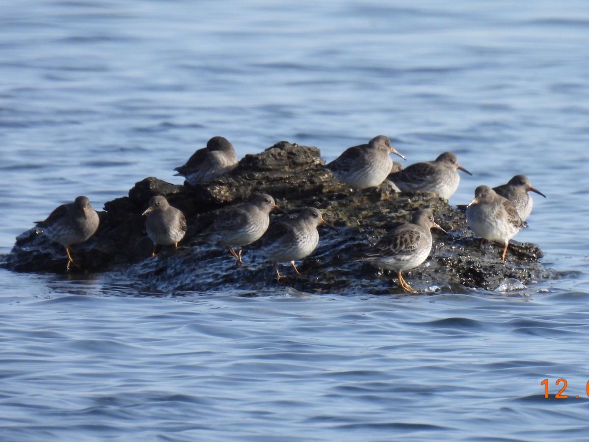 Purple Sandpiper - ML646542610