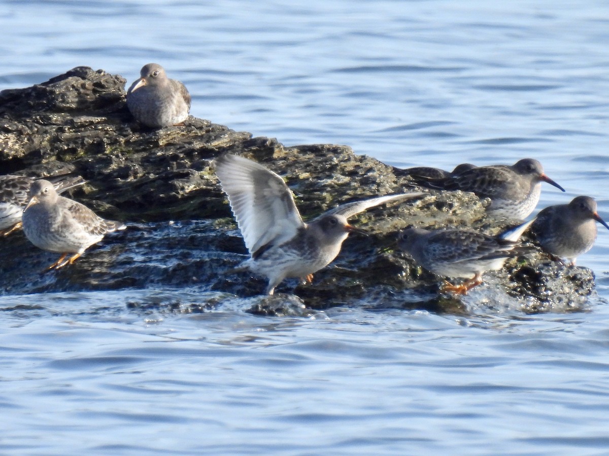Purple Sandpiper - ML646542611