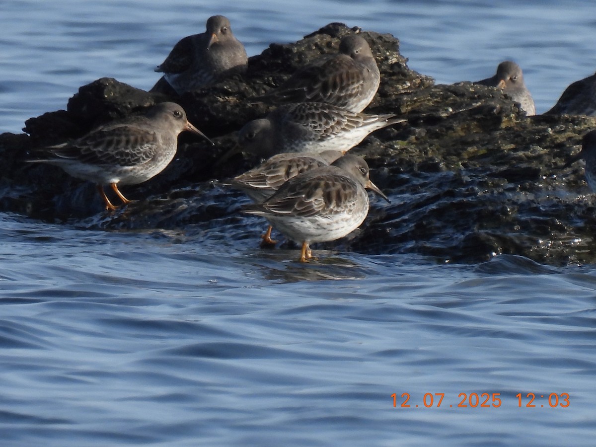 Purple Sandpiper - ML646542612