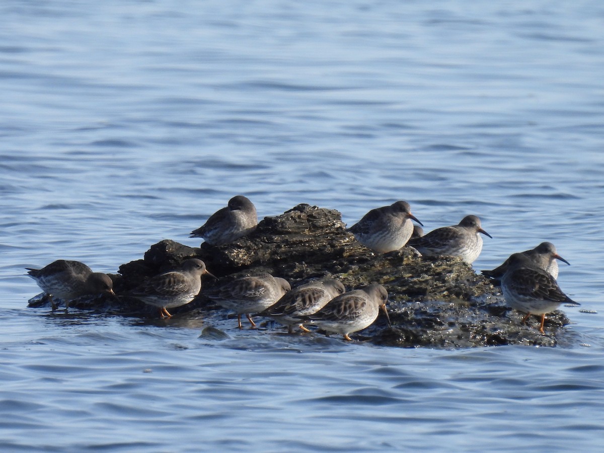 Purple Sandpiper - ML646542613