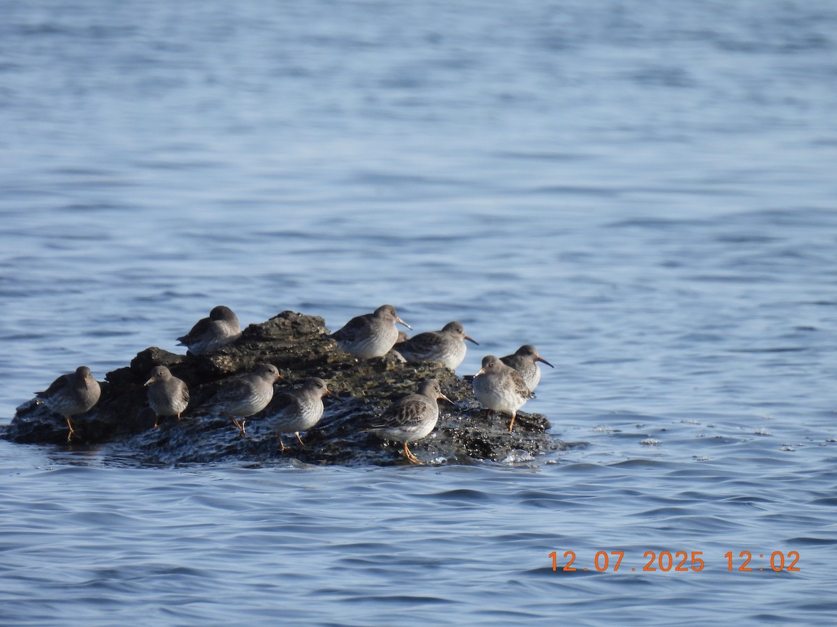 Purple Sandpiper - ML646542614