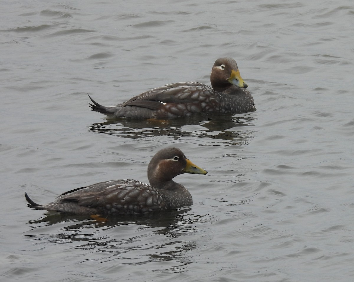 Flying Steamer-Duck - ML646542616