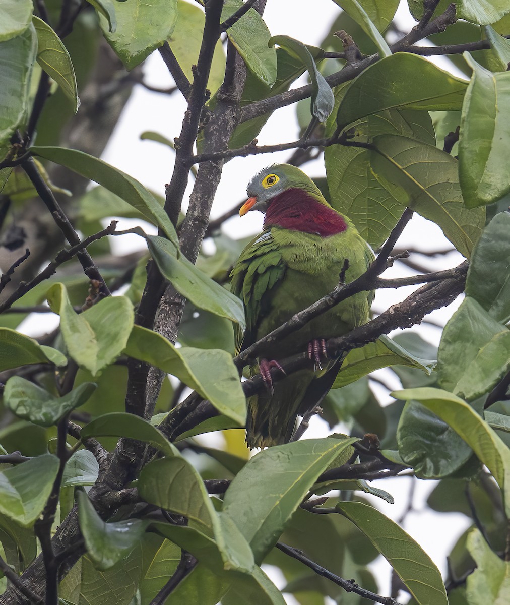 Bordo Göğüslü Meyve Kumrusu - ML646542619