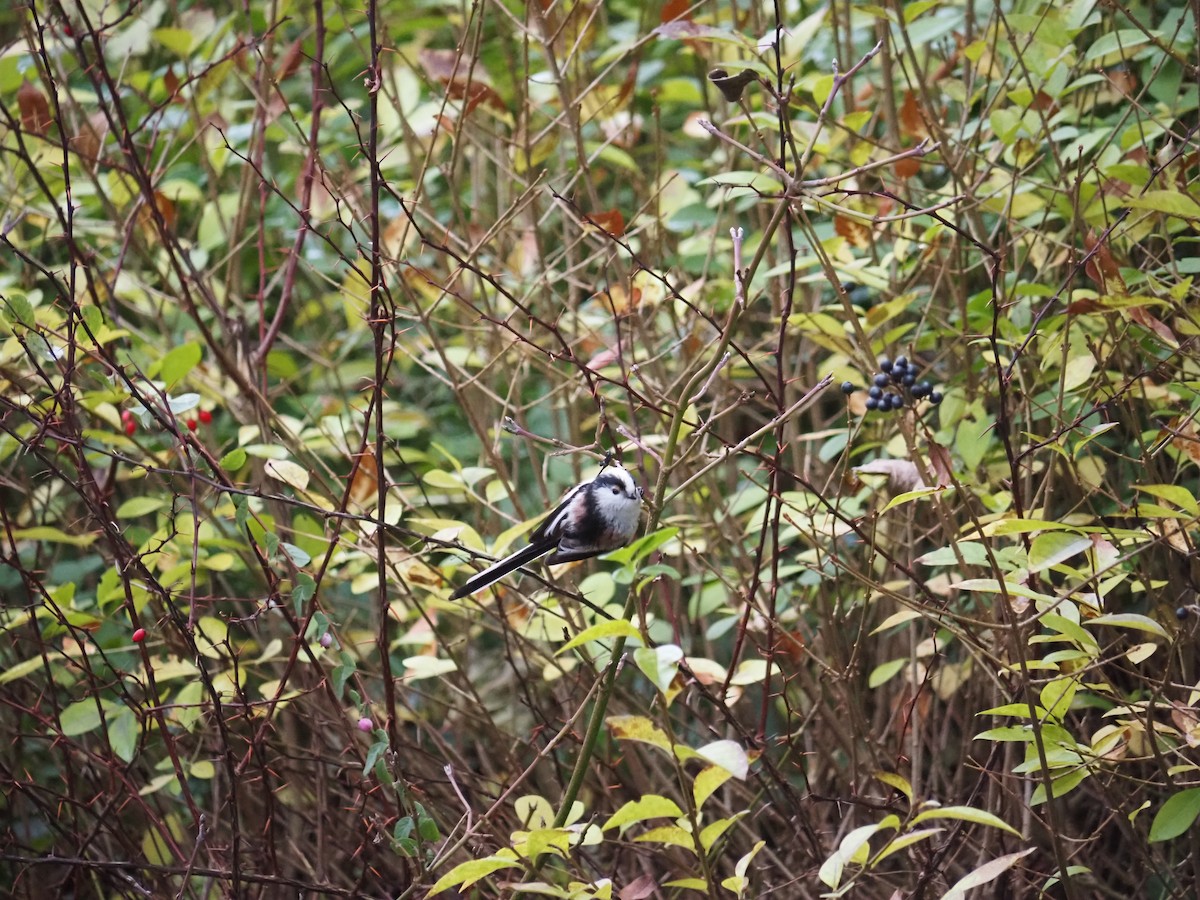 mlynařík dlouhoocasý - ML646542620