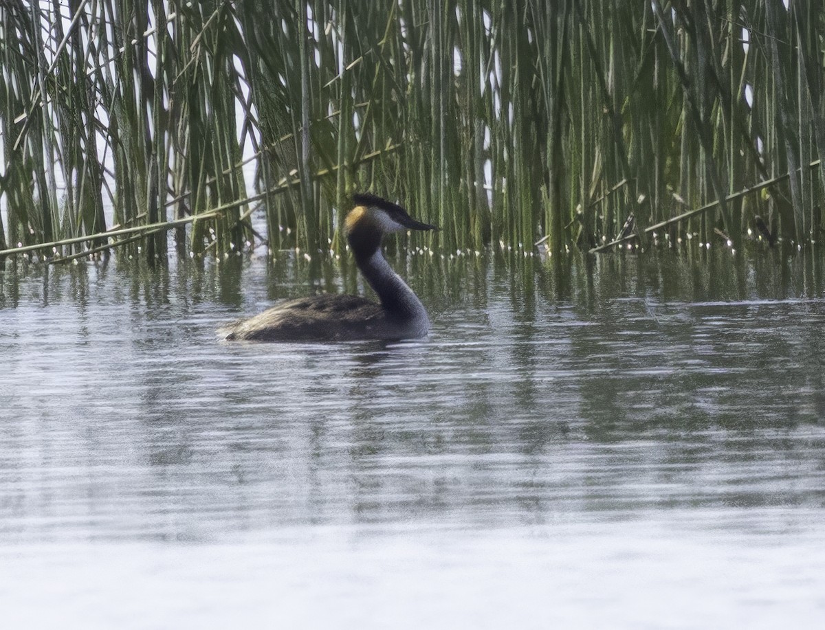 טבלן מצויץ - ML646542621