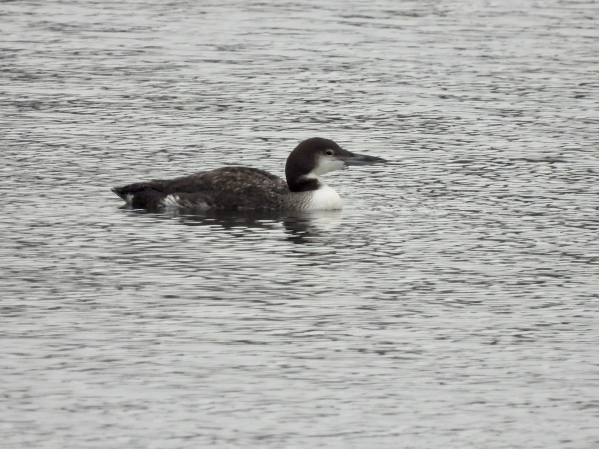 Common Loon - ML646542623