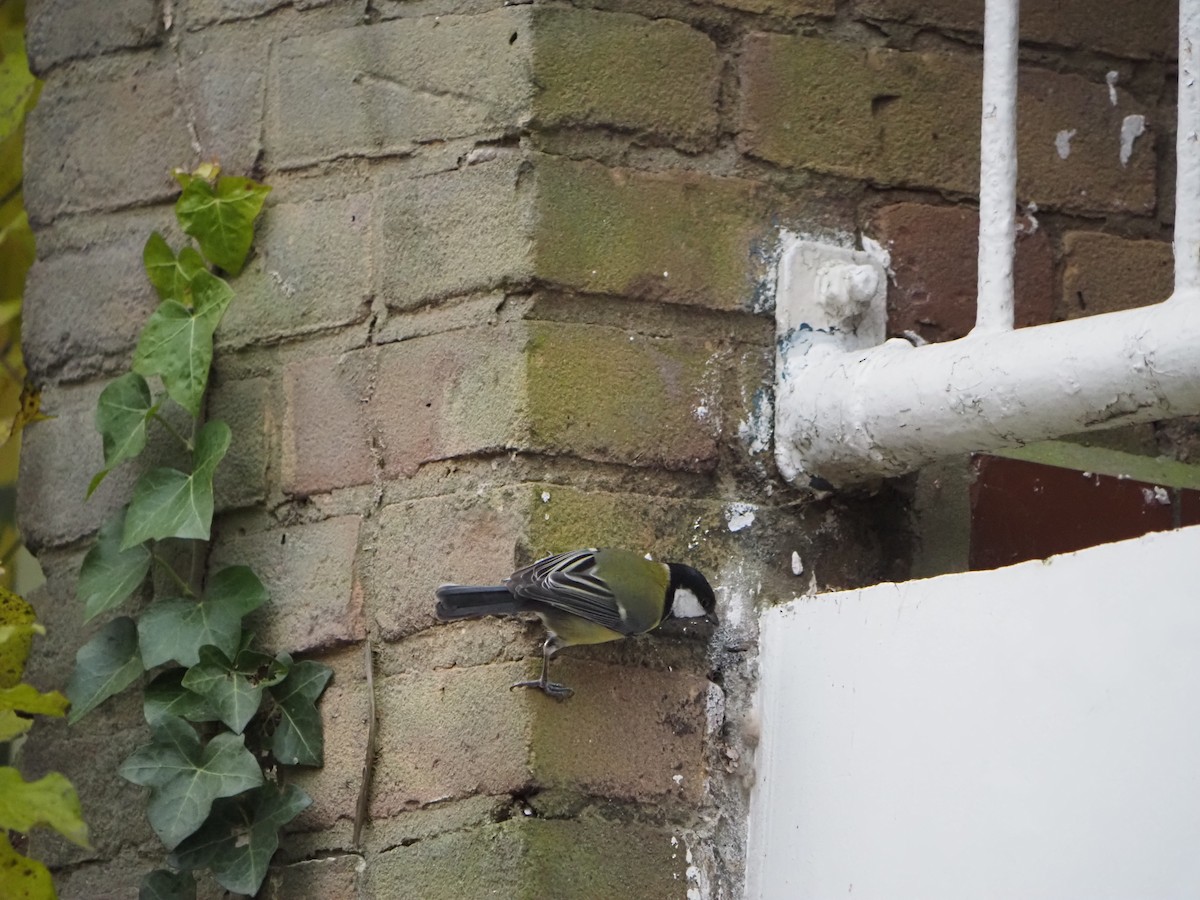 sýkora koňadra - ML646542627