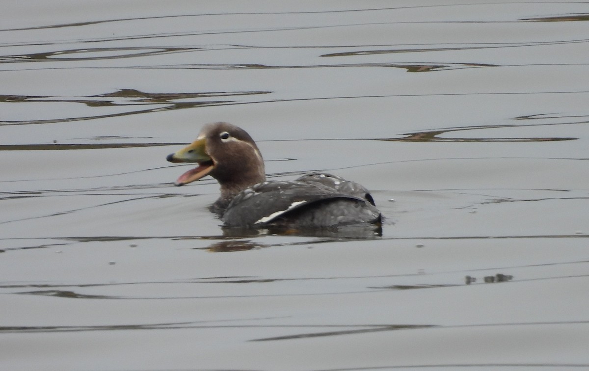 Flying Steamer-Duck - ML646542629