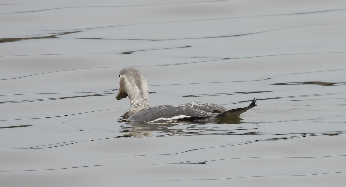 Flying Steamer-Duck - ML646542630