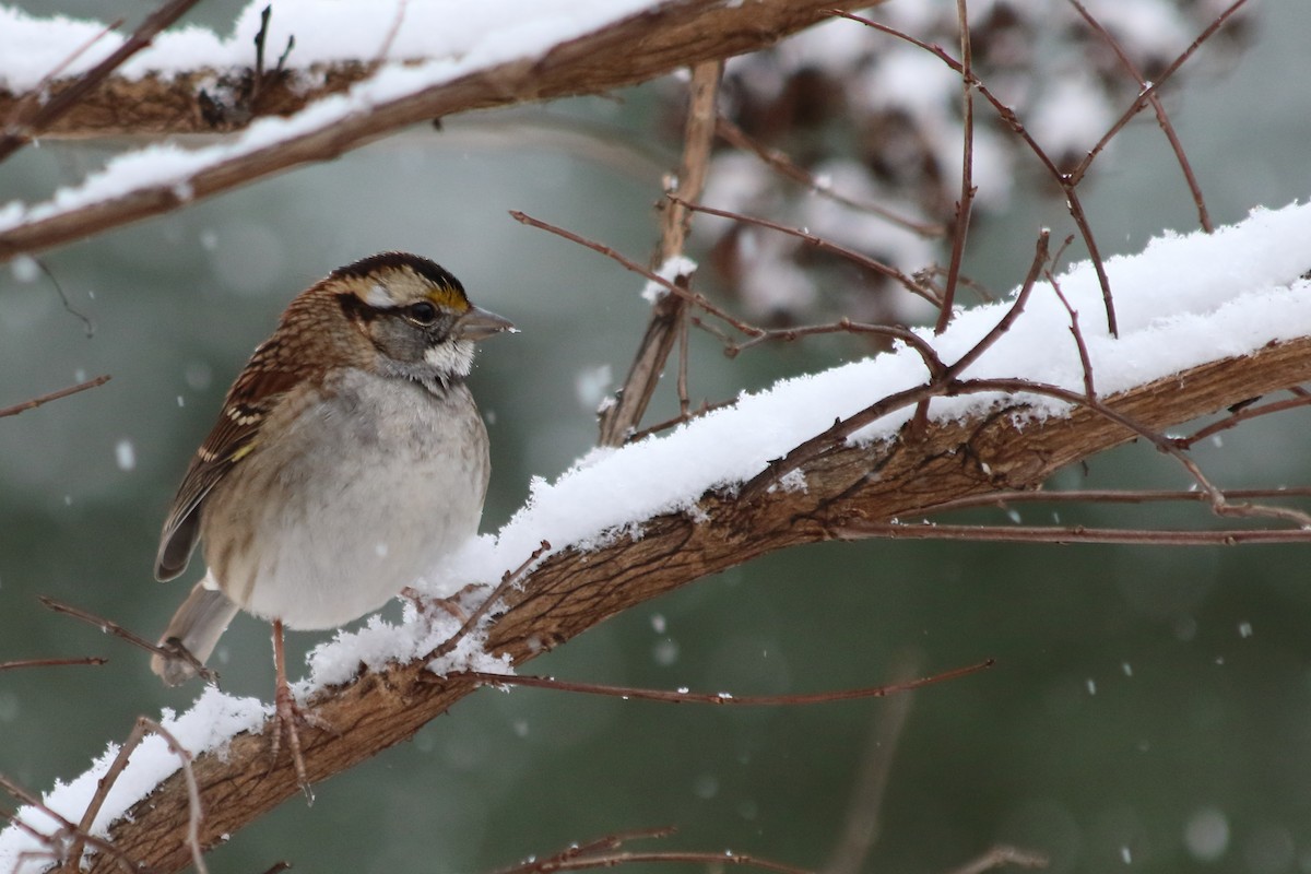 White-throated Sparrow - ML646542631