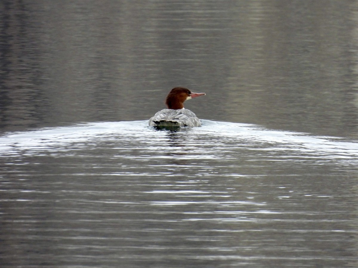 川秋沙 - ML646542632