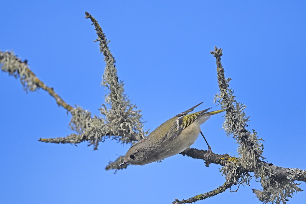 Рубиноголовый королёк - ML646542635