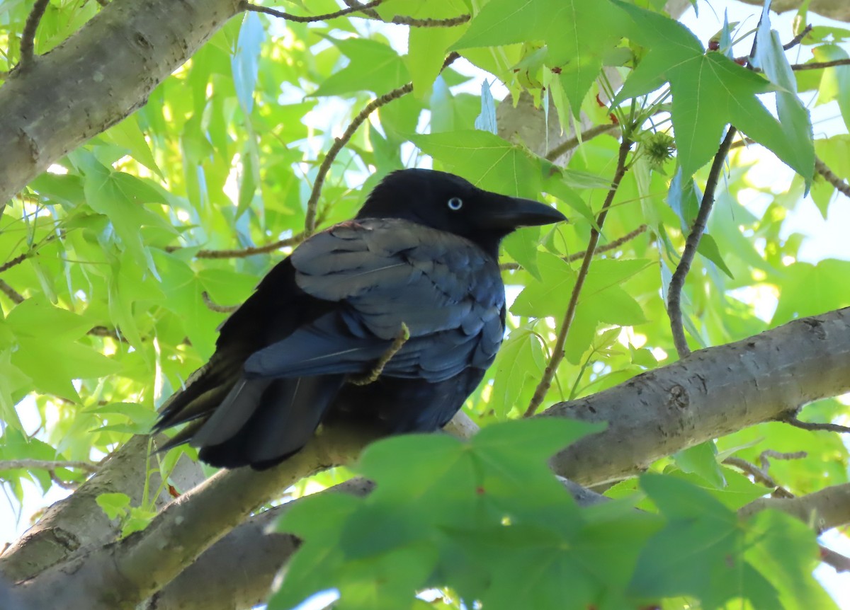 Южноавстралийский ворон - ML646542637