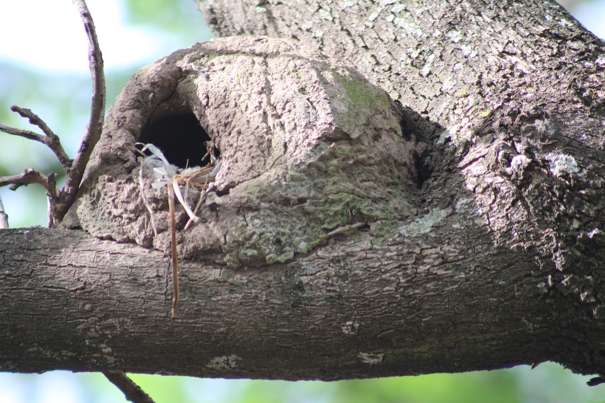 Rufous Hornero - ML646542639