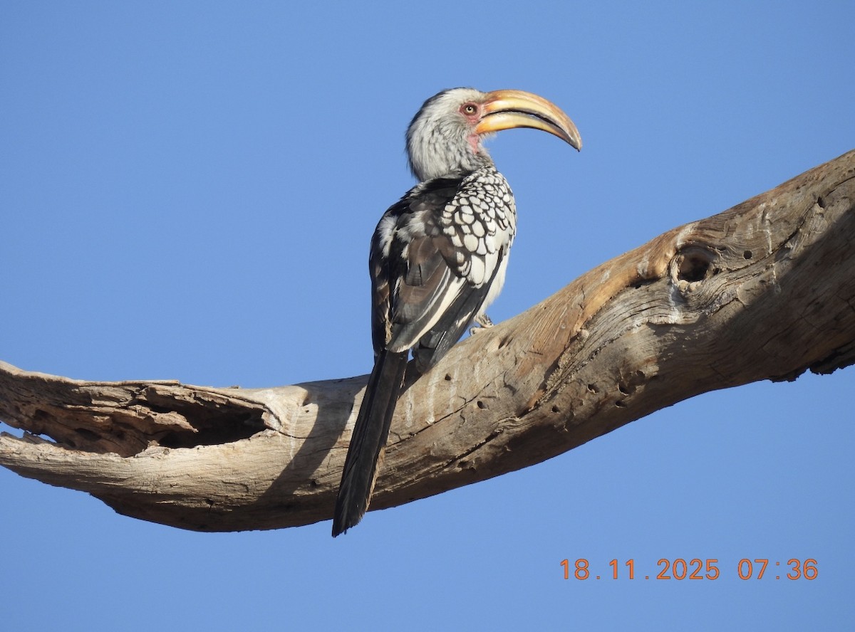 Nübye Boynuzgagası - ML646542640