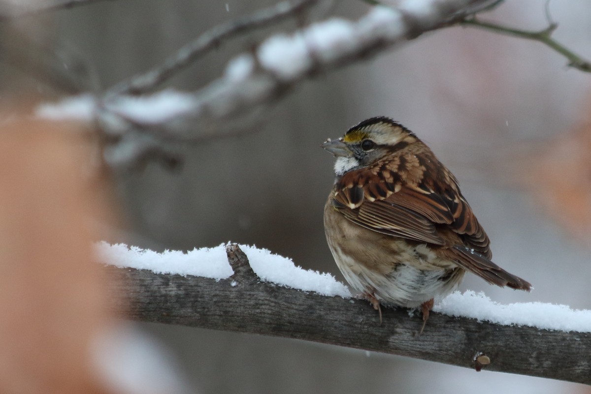 White-throated Sparrow - ML646542641