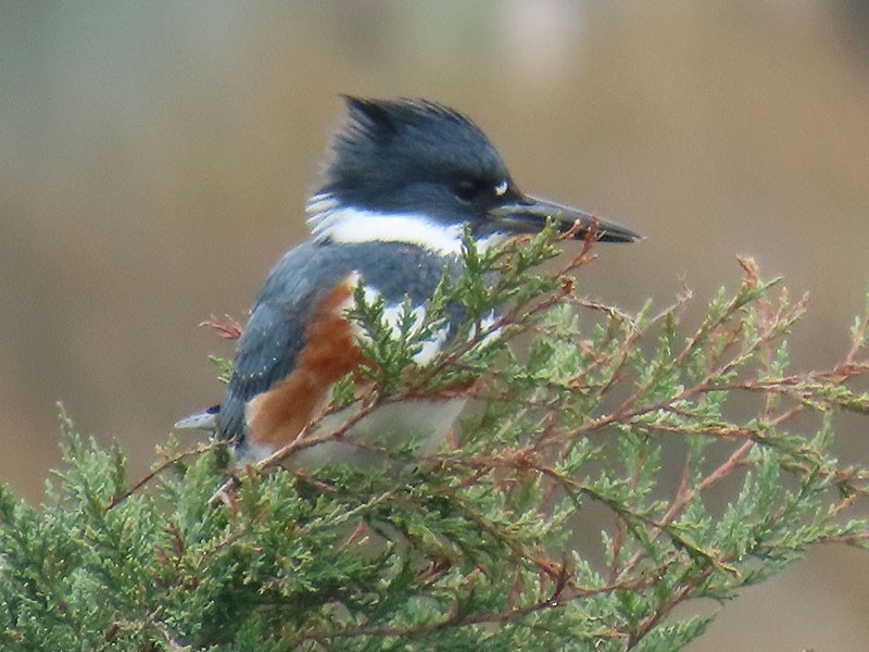 שלדג אמריקני - ML646542642