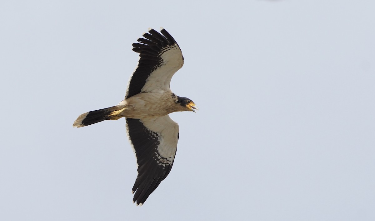 White-throated Caracara - ML646542643
