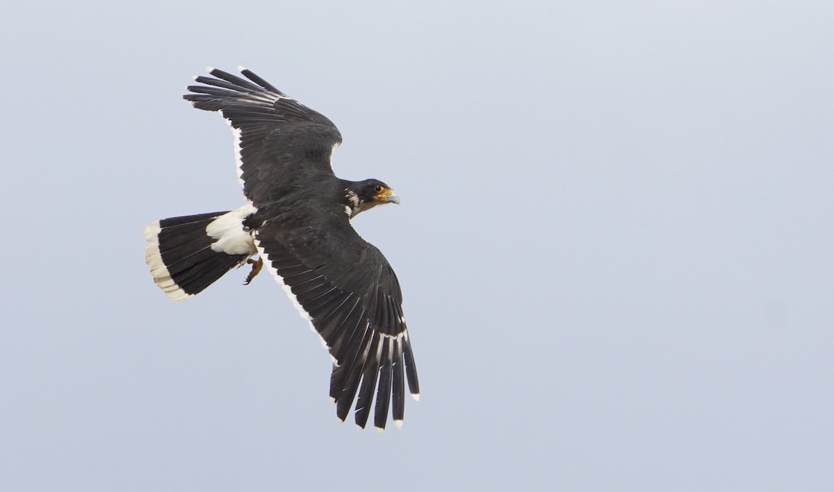 White-throated Caracara - ML646542644