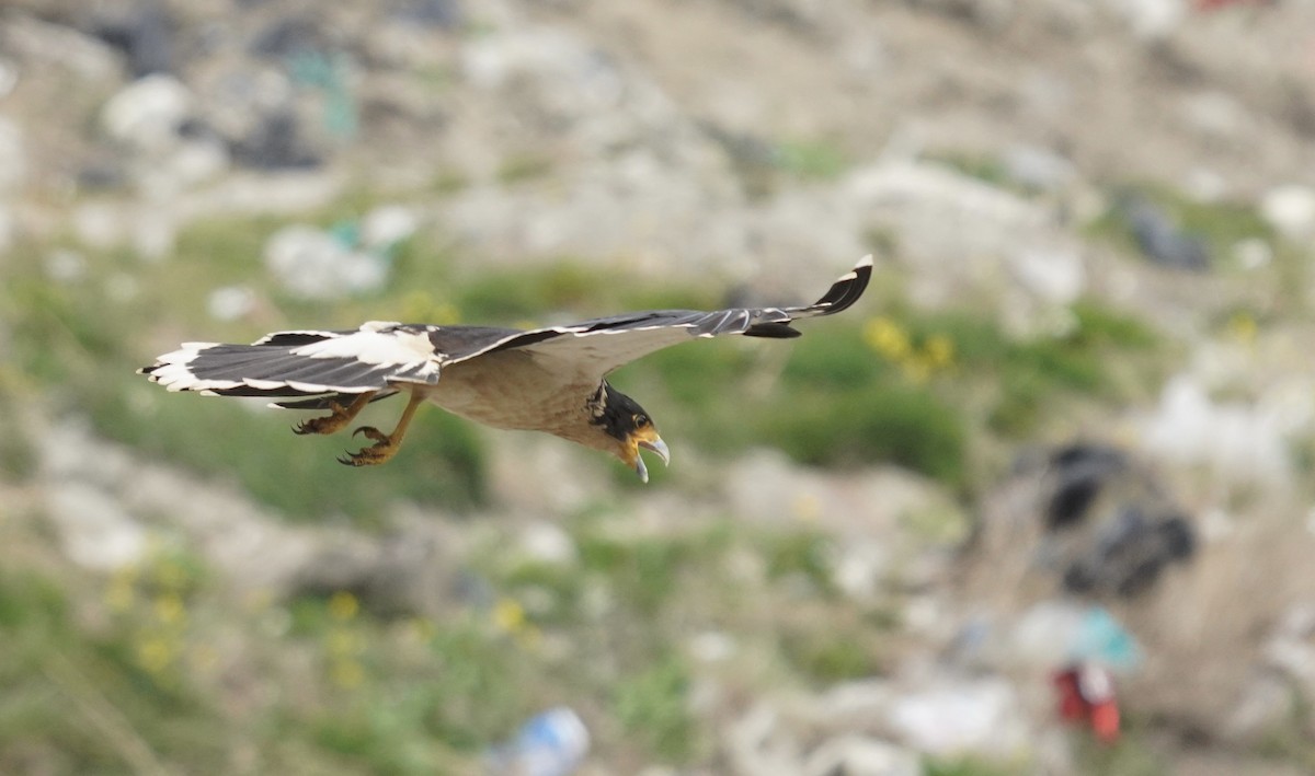 White-throated Caracara - ML646542645