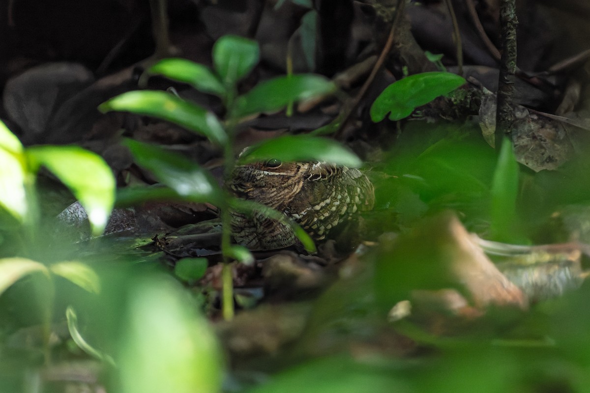 Common Pauraque - ML646542648