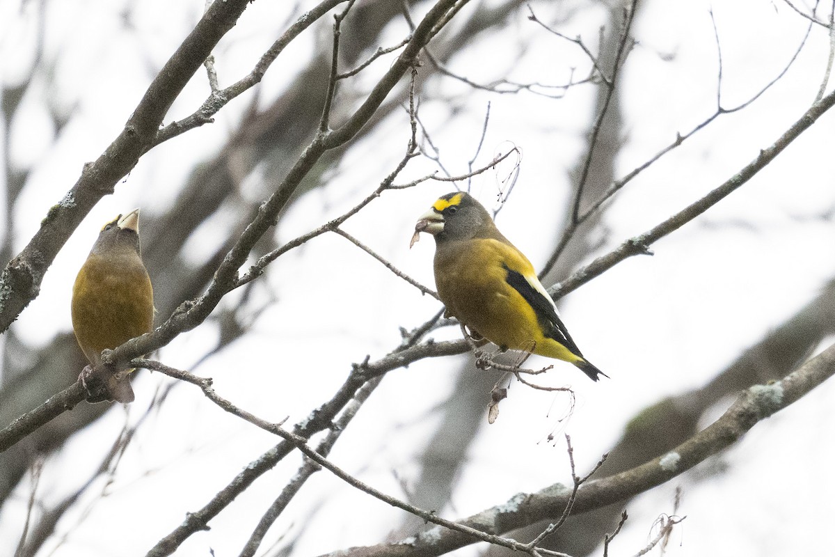 Evening Grosbeak - ML646542657