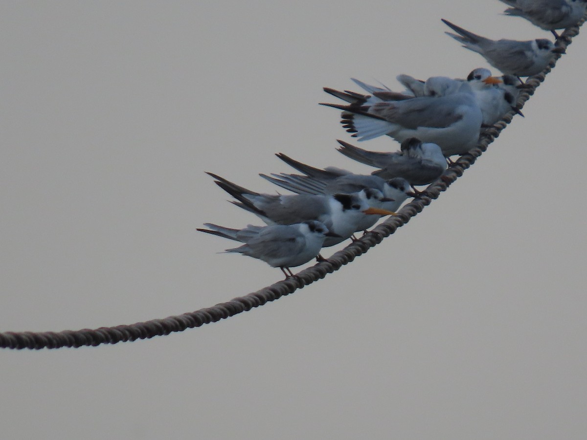 Little Tern - ML646542658