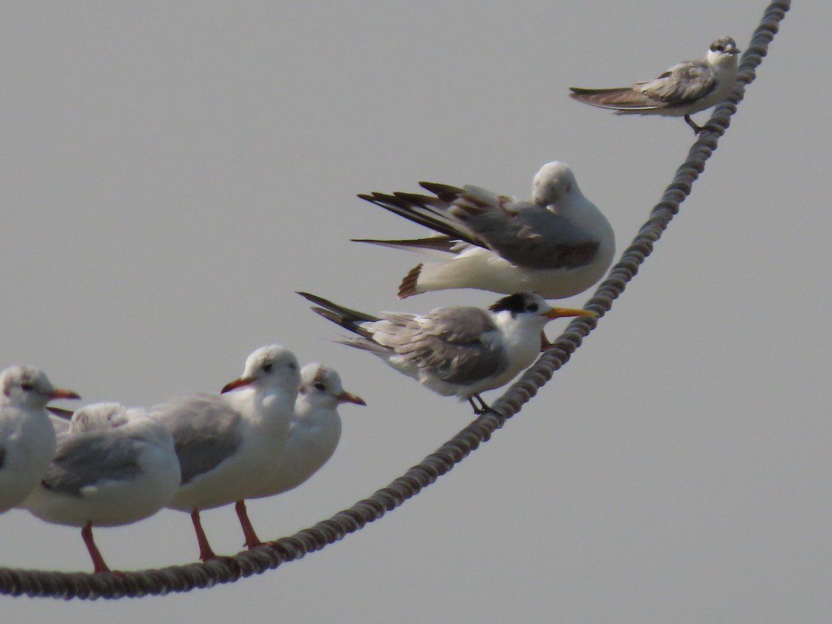 Little Tern - ML646542660