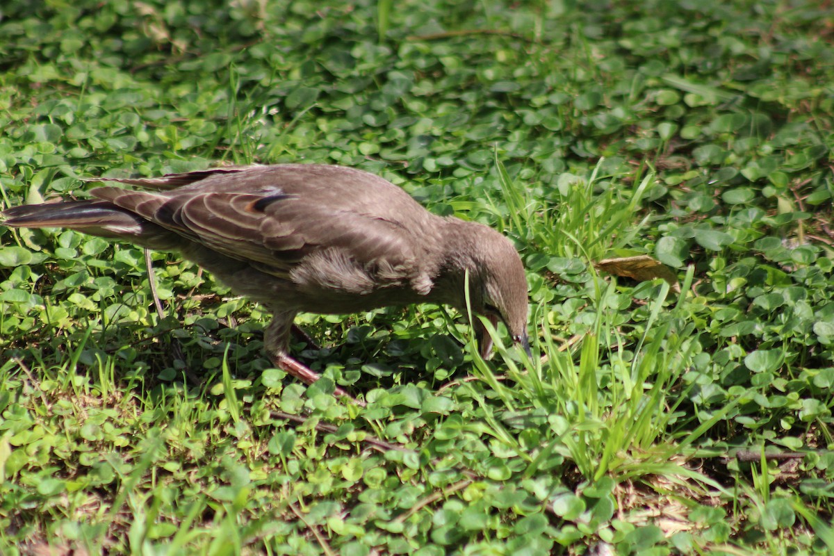 European Starling - ML646542661