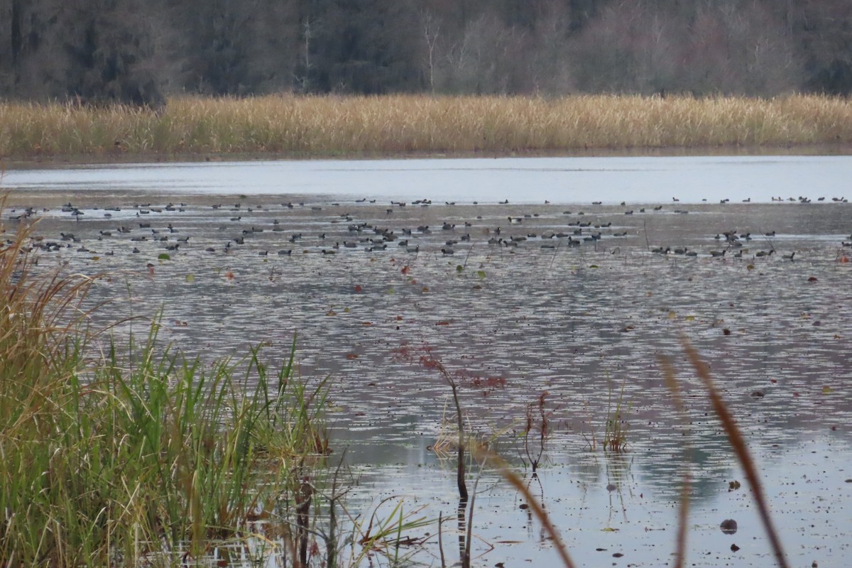 American Coot - ML646542663