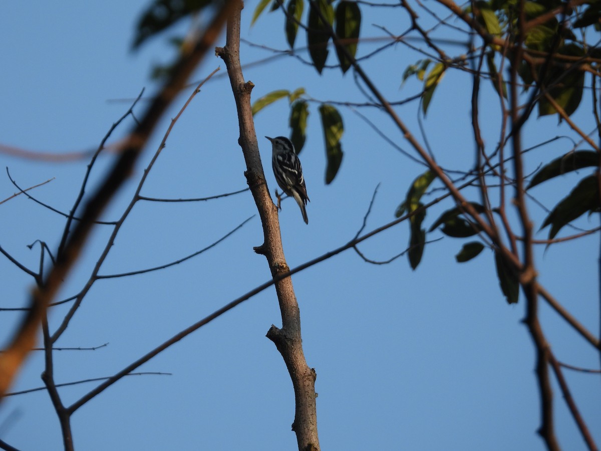 Black-and-white Warbler - ML646542664