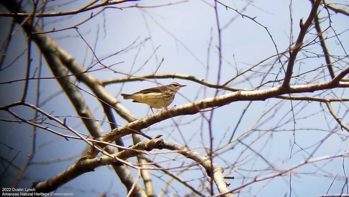 Louisiana Waterthrush - ML646542667