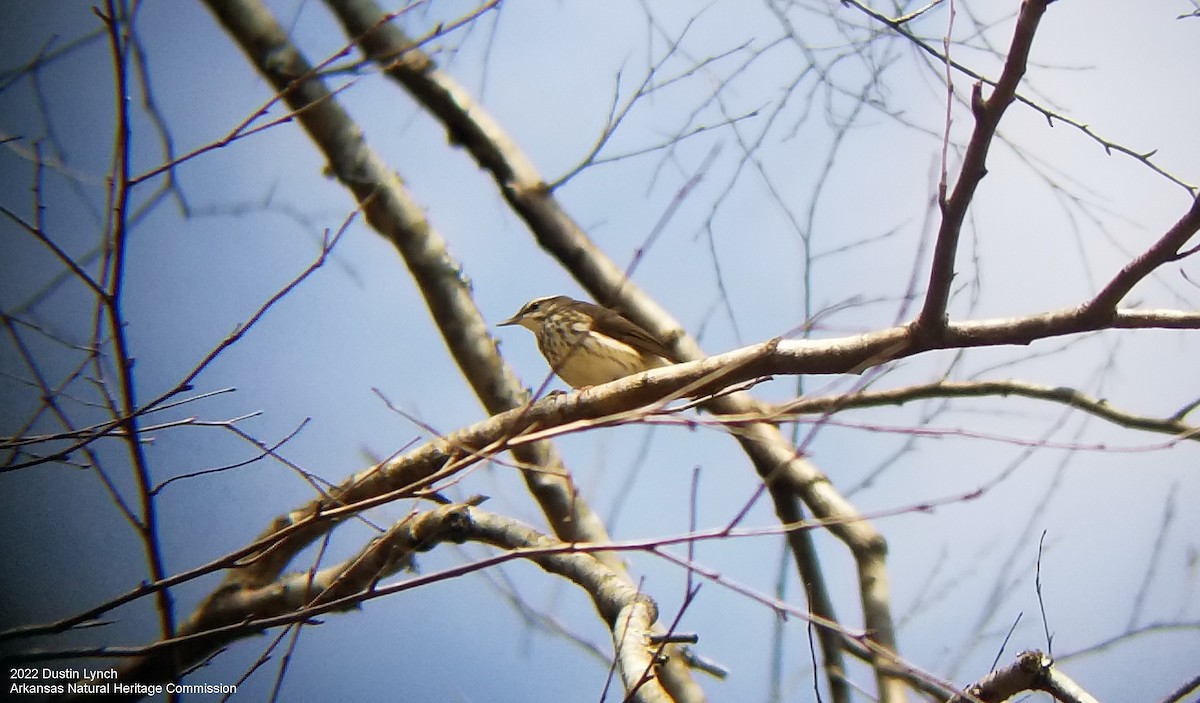 Louisiana Waterthrush - ML646542668