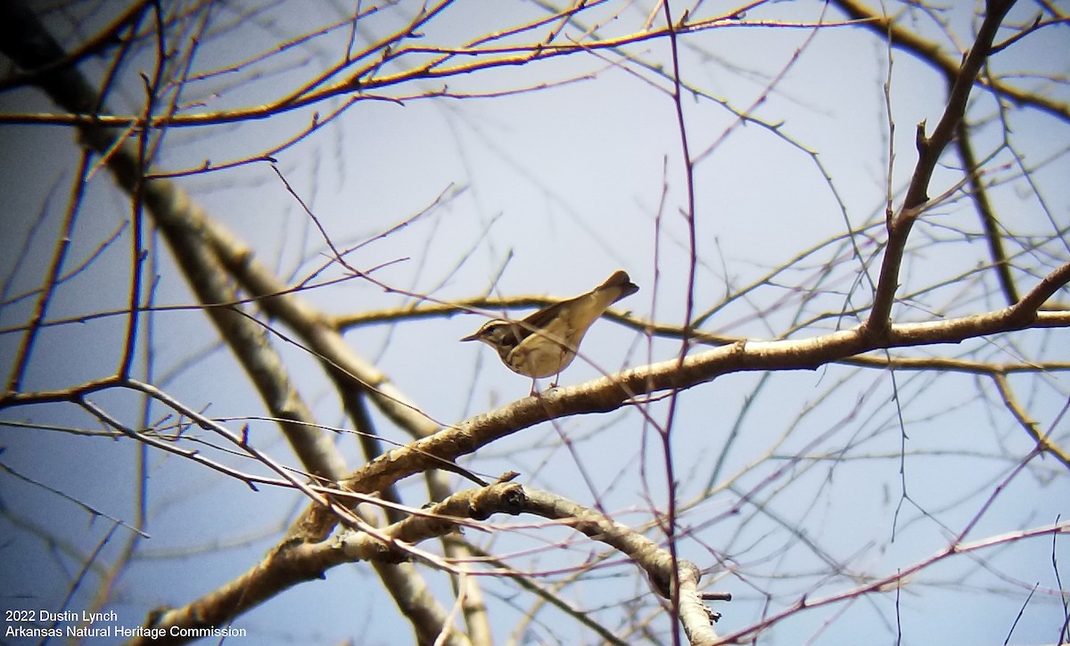 Louisiana Waterthrush - ML646542669