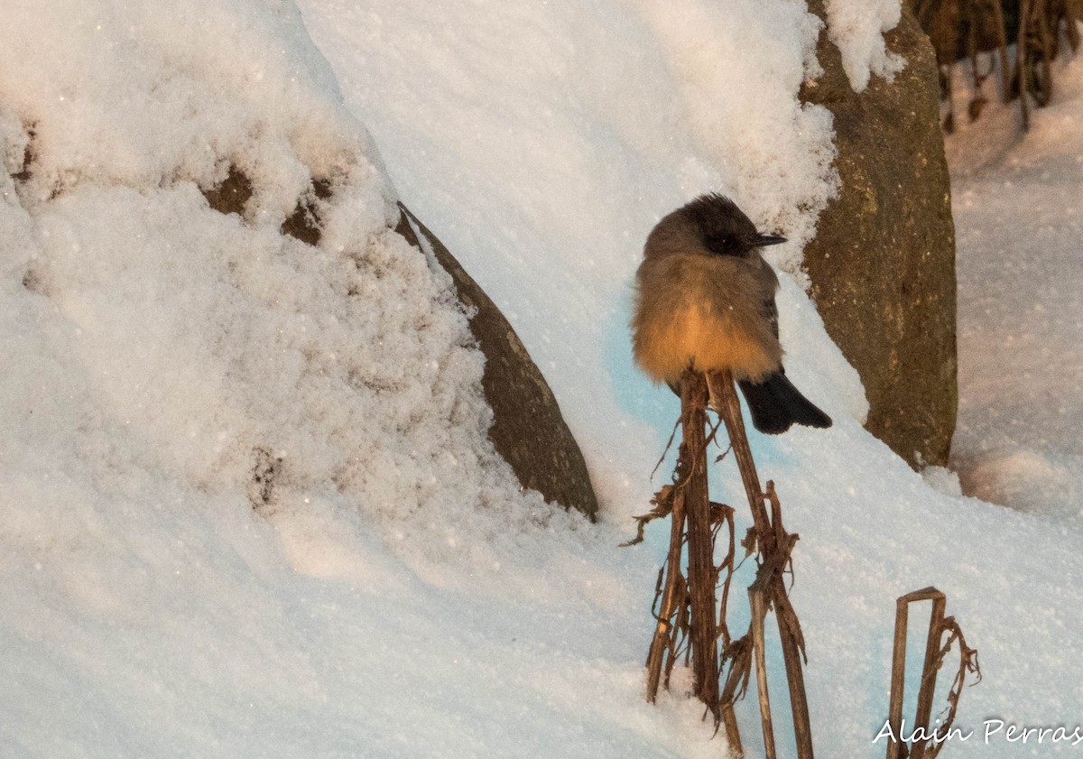 Zimtbauch-Phoebetyrann - ML646542673