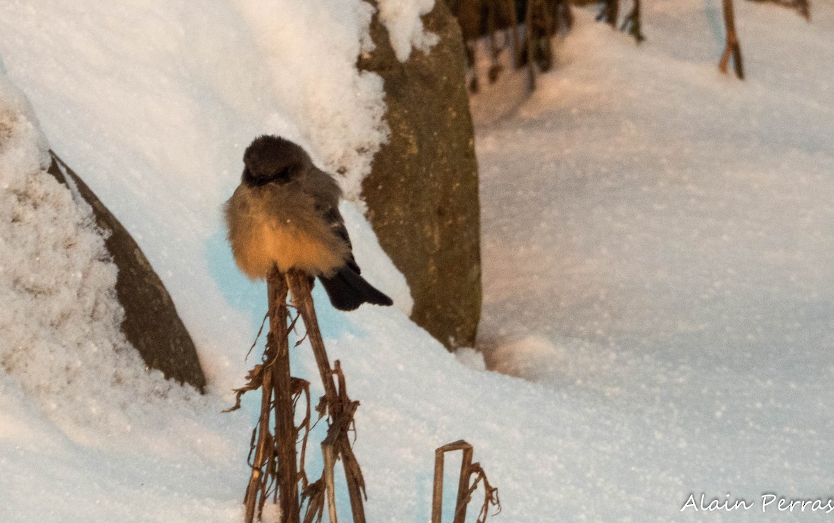 Zimtbauch-Phoebetyrann - ML646542674