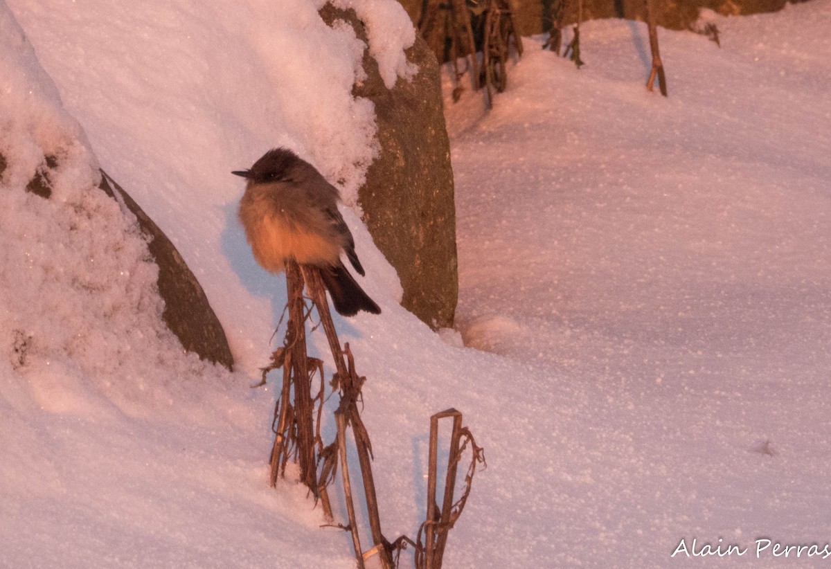 Zimtbauch-Phoebetyrann - ML646542675