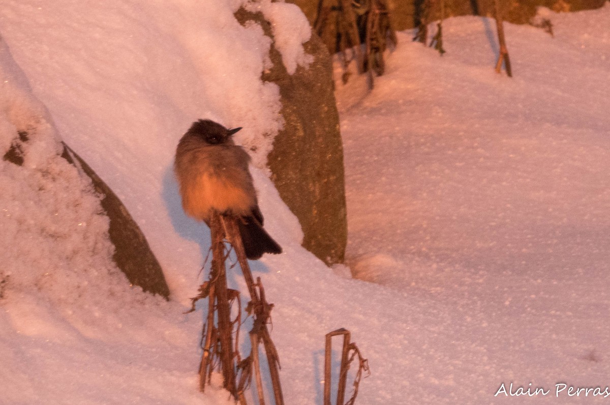 Zimtbauch-Phoebetyrann - ML646542676