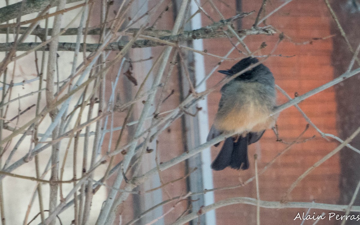 Zimtbauch-Phoebetyrann - ML646542677