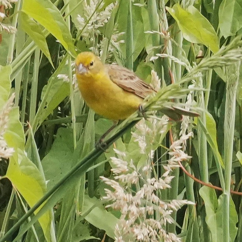 Grassland Yellow-Finch - ML646542680