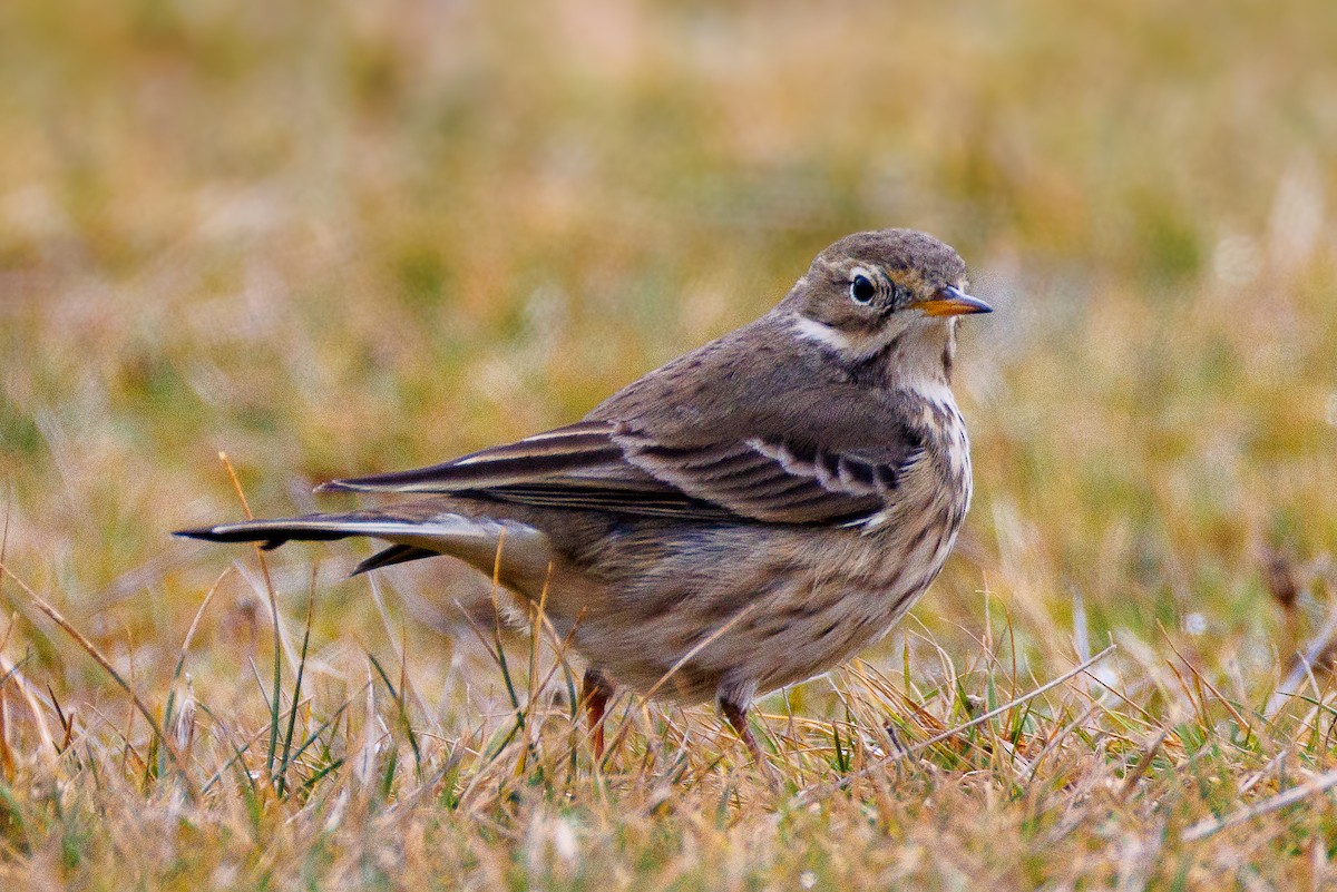 Pipit d'Amérique - ML646542683