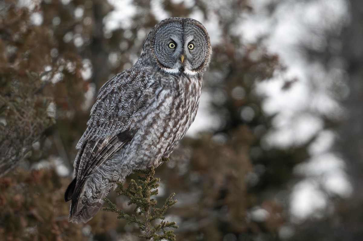 לילית אפורה - ML646542689