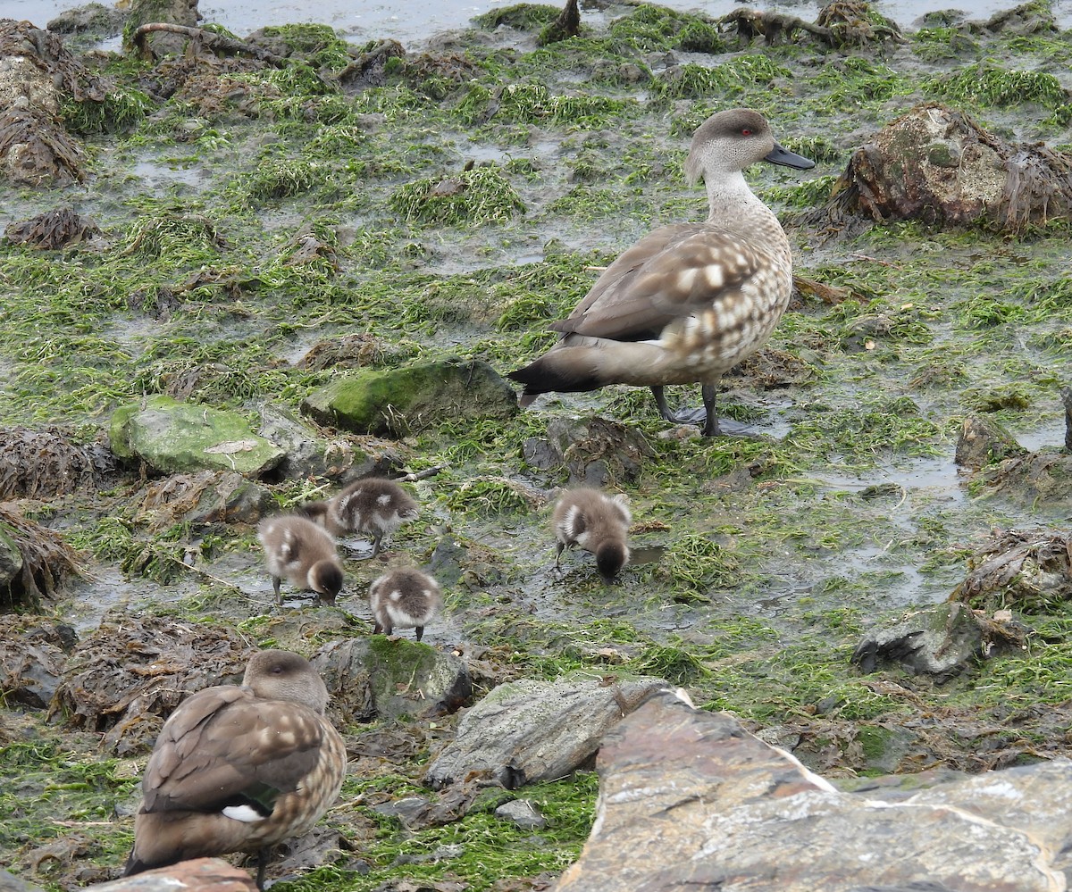 Crested Duck - ML646542692