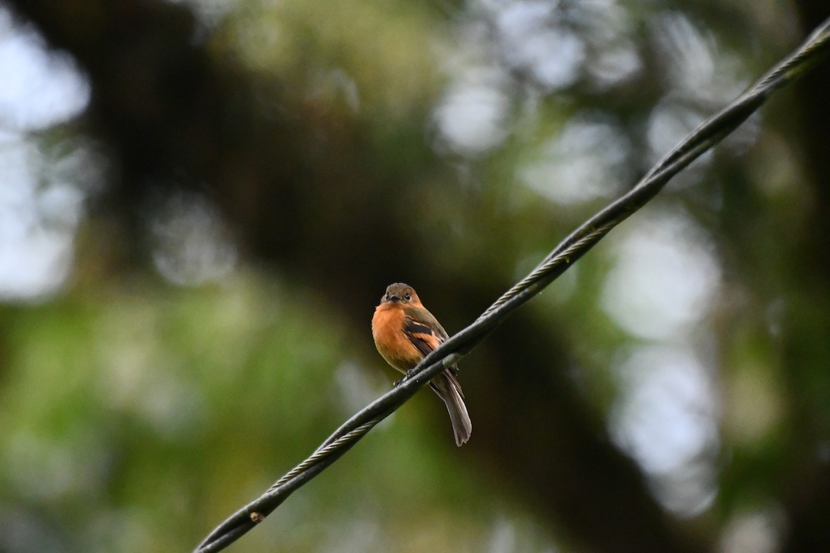 Cinnamon Flycatcher - ML646542693