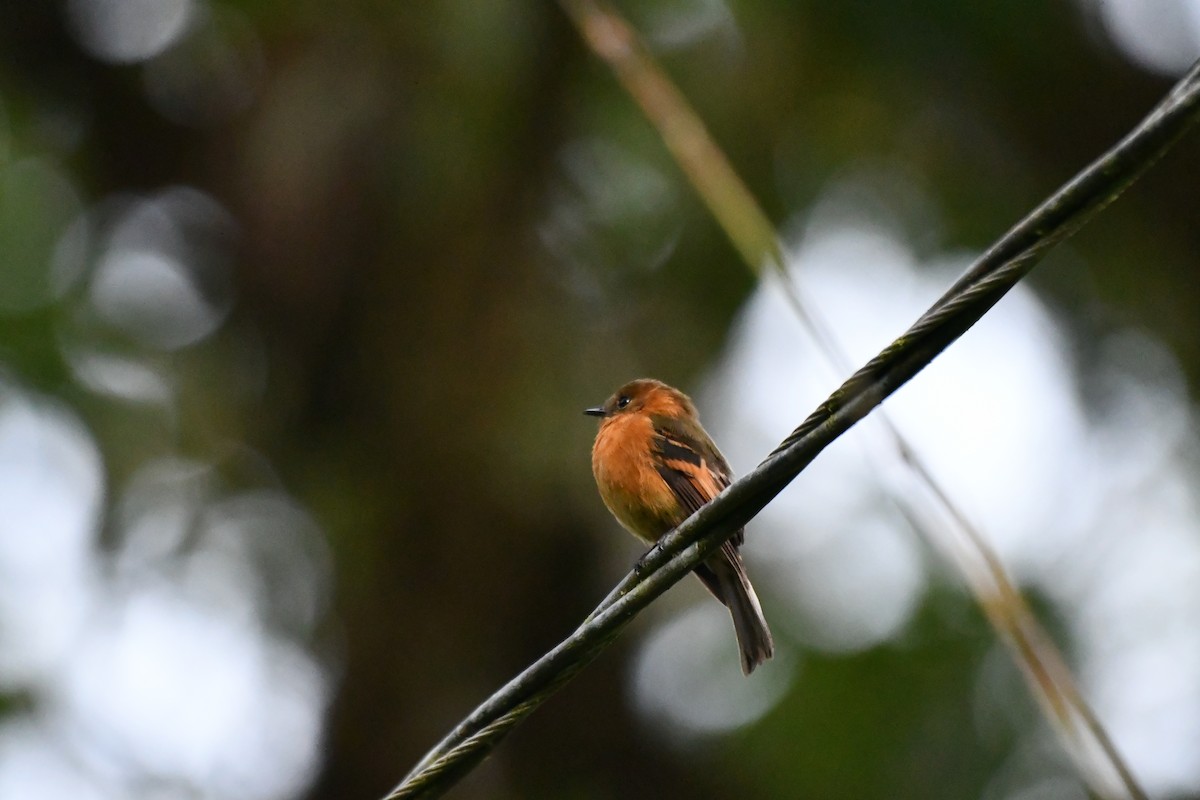 Cinnamon Flycatcher - ML646542694