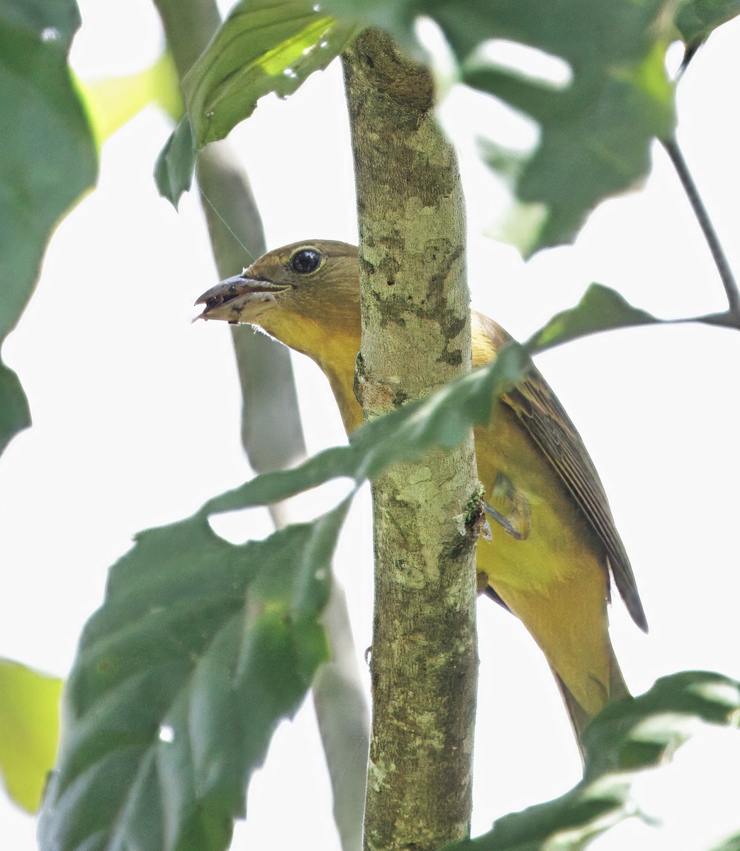 Summer Tanager - ML646542699