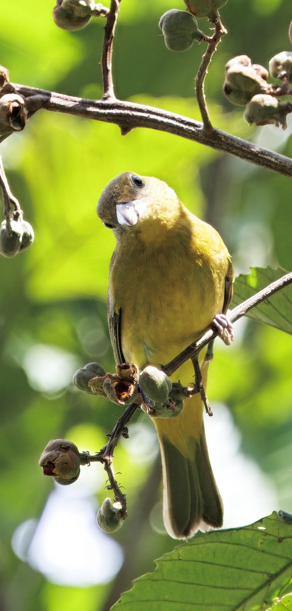 Summer Tanager - ML646542700